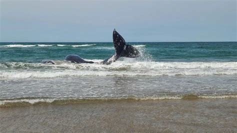 VIDEOS: Beached whale, calf return to open ocean off Oregon's coast
